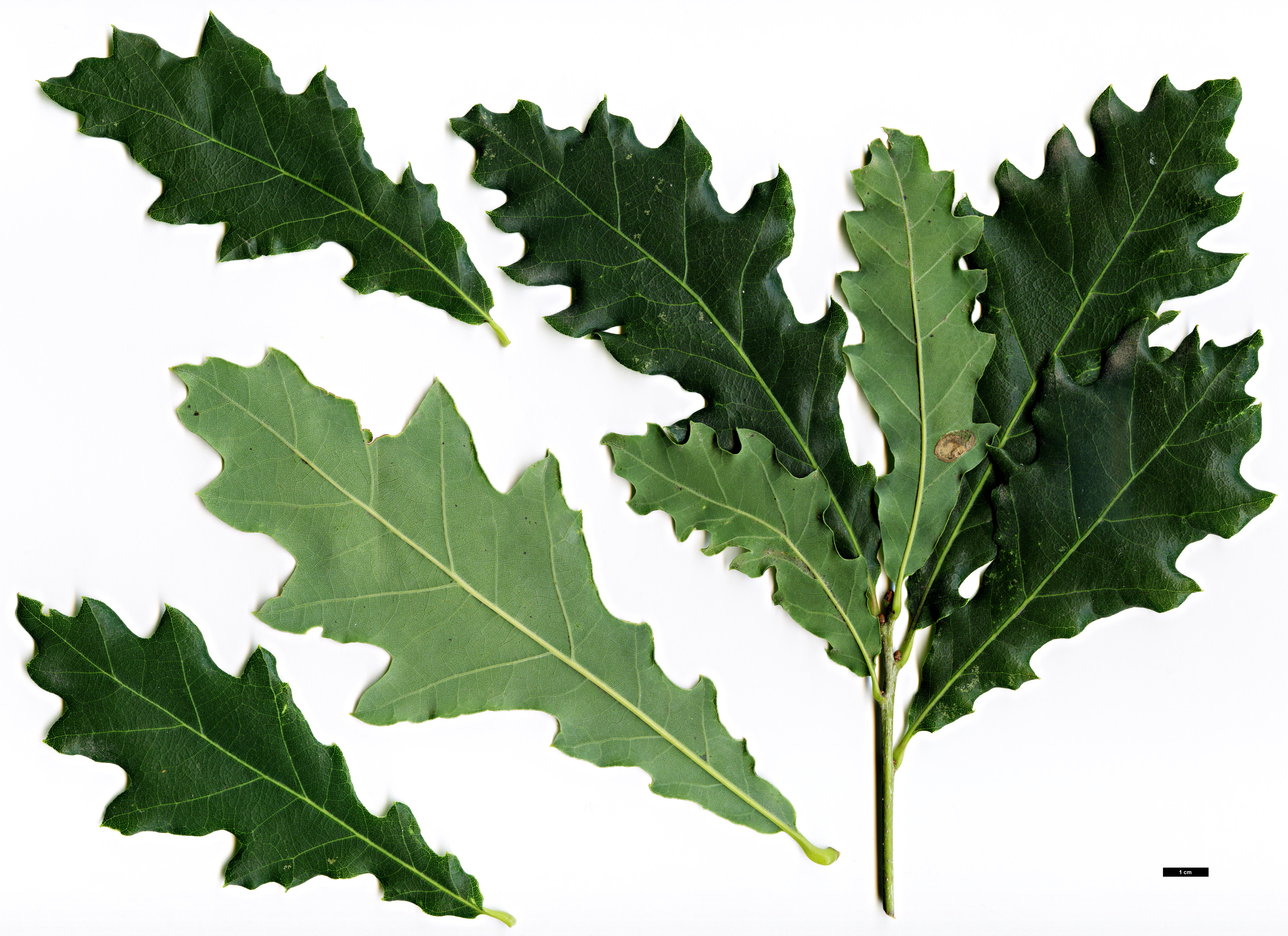 High resolution image: Family: Fagaceae - Genus: Quercus - Taxon:   - SpeciesSub: 'Döring's Zweizack' (Q.muehlenbergii × Q.robur)